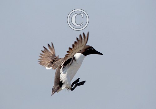 Bridied Guillemot in Flight DM1514